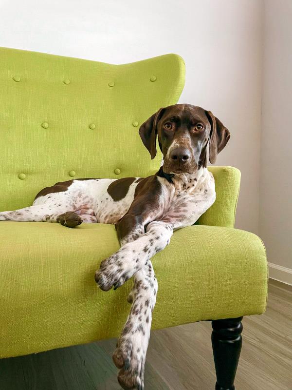 /Images/uploads/Southeast German Shorthaired Pointer Rescue/segspcalendarcontest/entries/31155thumb.jpg
